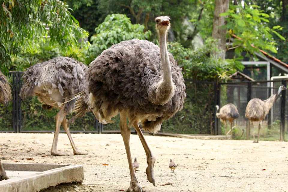 KL Bird Park Admission Ticket with One-Way Transfer in Kuala Lumpur | Malaysia