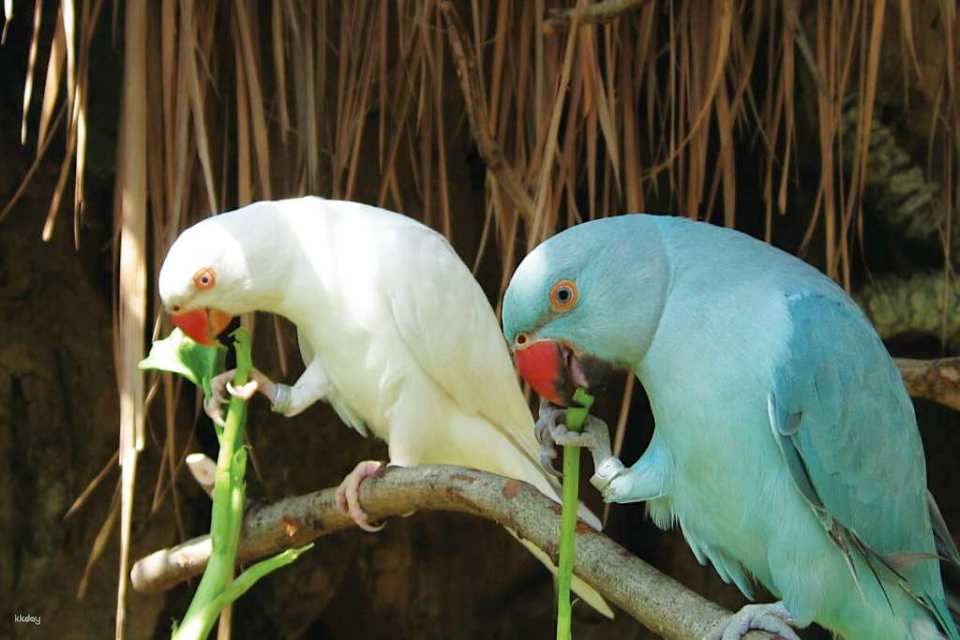 KL Bird Park Admission Ticket with One-Way Transfer in Kuala Lumpur | Malaysia