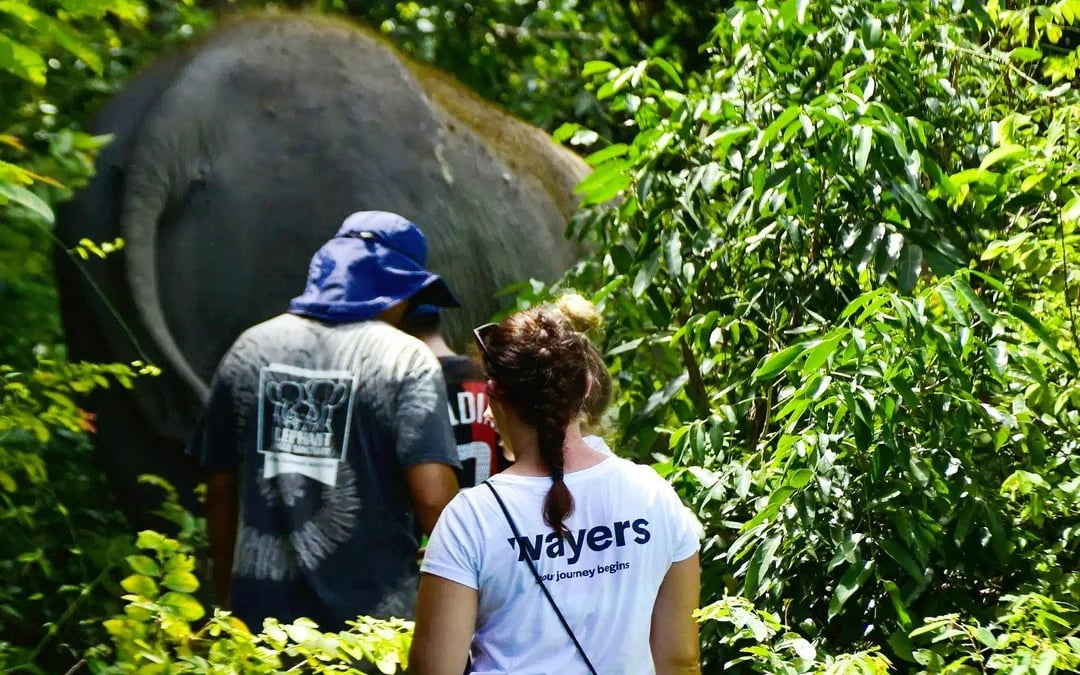 Ko Samui Elephant Sanctuary: Walk with Elephants Experience with Buffet Lunch and Hotel Transfers Image 2