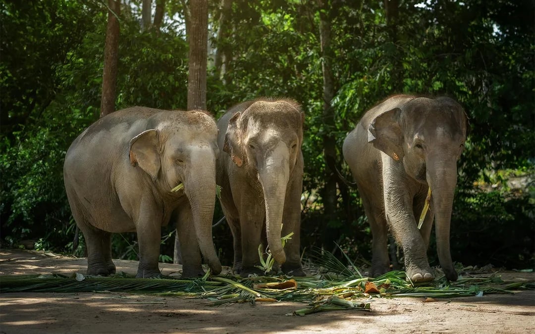 Ko Samui Elephant Sanctuary: Walk with Elephants Experience with Buffet Lunch and Hotel Transfers Image 3