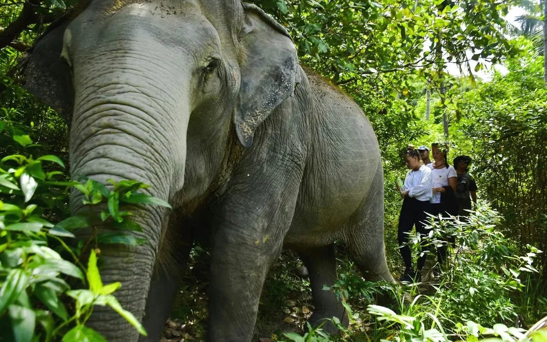 Ko Samui Elephant Sanctuary: Walk with Elephants Experience with Buffet Lunch and Hotel Transfers Image 4