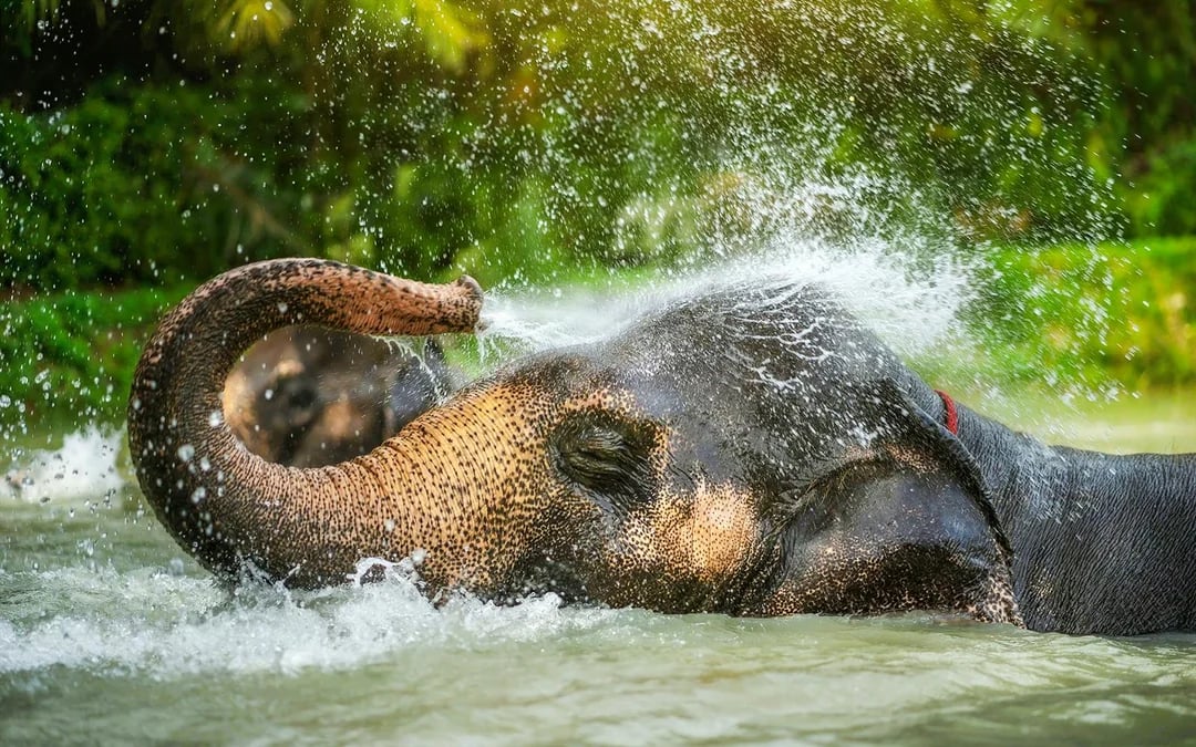Ko Samui Elephant Sanctuary: Walk with Elephants Experience with Buffet Lunch and Hotel Transfers Image 5