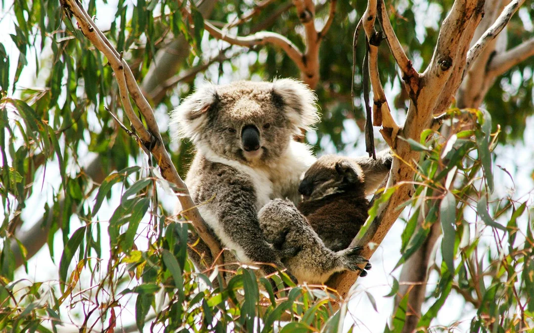 Koala Conservation Reserve Tickets & Optional Entry to Phillip Island Nature Parks Image 1