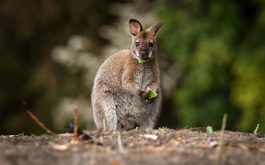 Koala Conservation Reserve Tickets & Optional Entry to Phillip Island Nature Parks Image 3