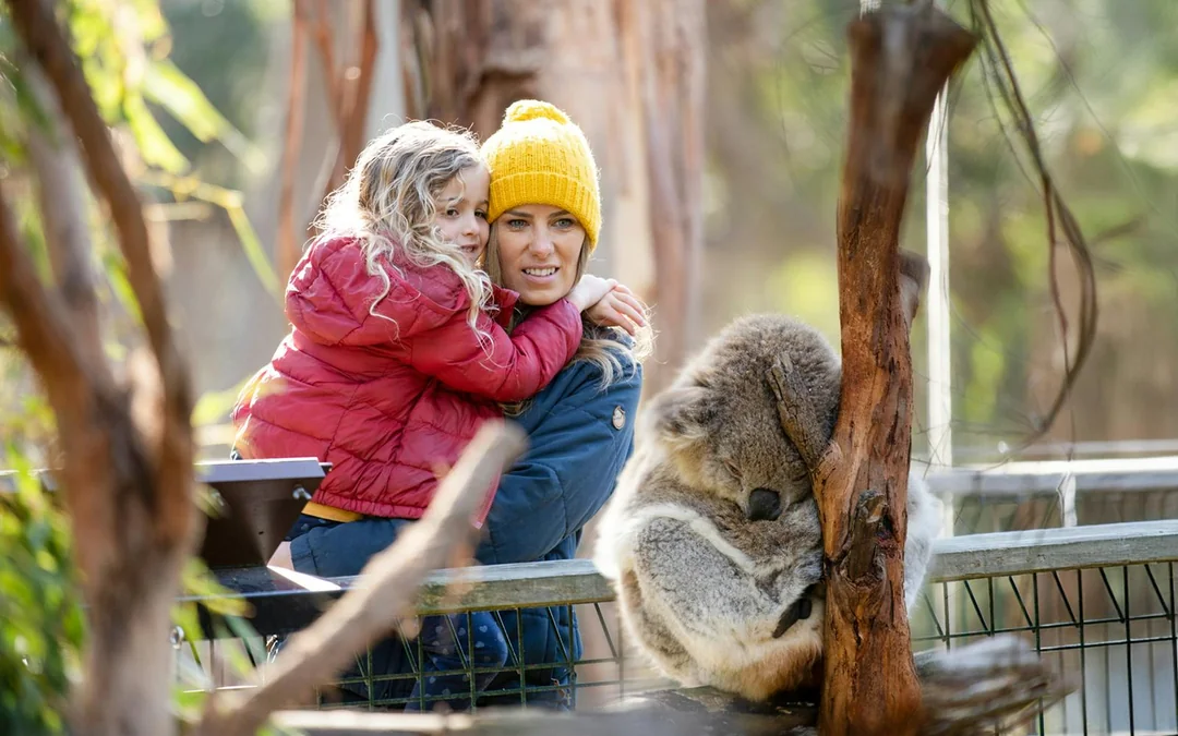 Koala Conservation Reserve Tickets & Optional Entry to Phillip Island Nature Parks Image 5