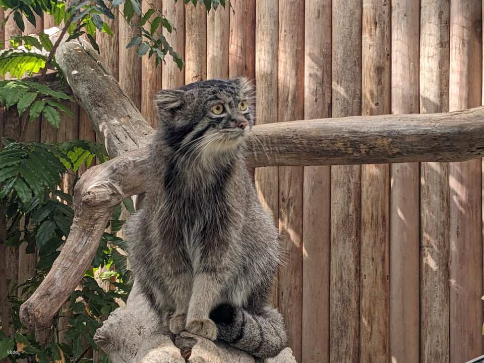 Kobe Animal Kingdom Admission Ticket | Japan