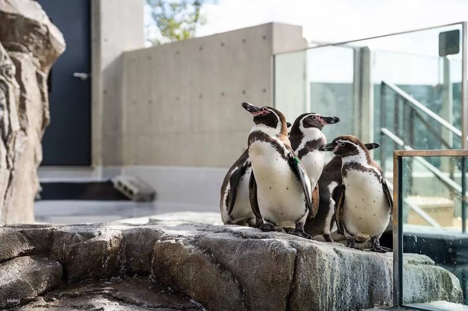 Kobe City Aquarium (AQUARIUM x ART átoa) Tickets