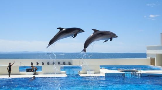 Kobe Suma Seaworld experience image 3