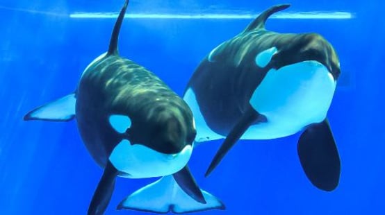 Kobe Suma Seaworld