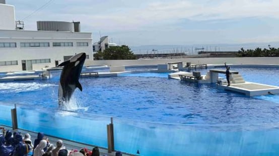 Kobe Suma Seaworld