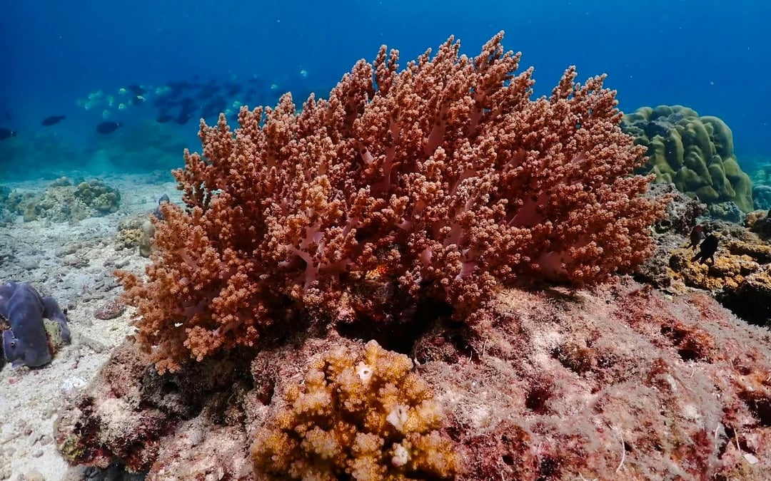 Koh Haa & Koh Rok Speedboat Snorkeling Tour with Lunch and Hotel Transfers Image 6