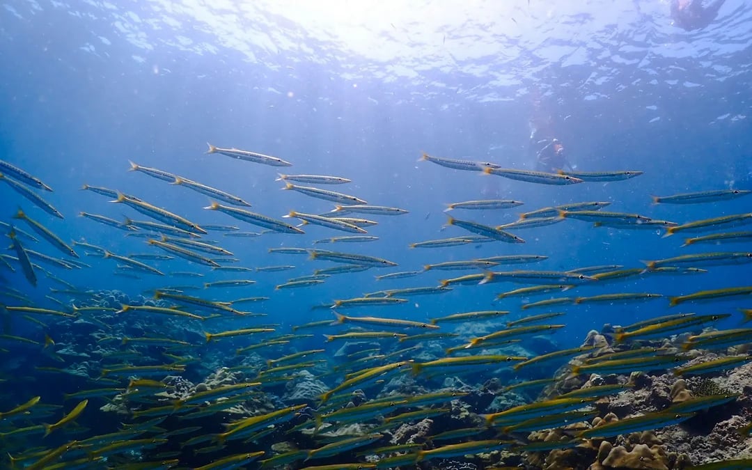 Koh Haa & Koh Rok Speedboat Snorkeling Tour with Lunch and Hotel Transfers Image 9