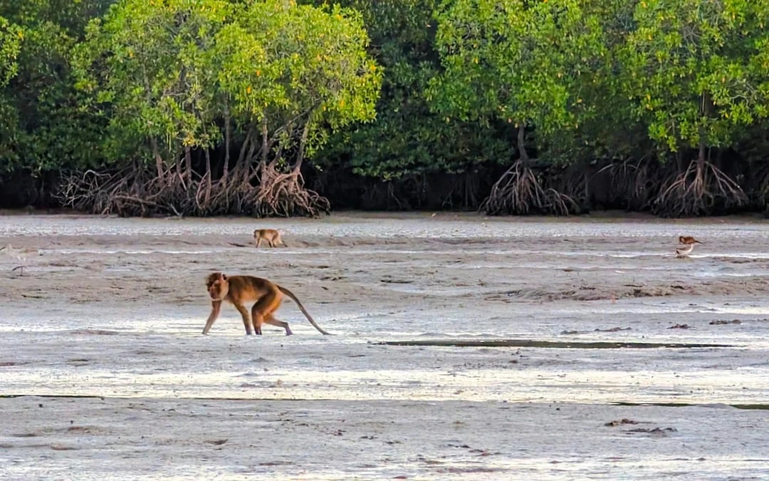 Koh Lanta Private Sunrise Gondola Boat Tour in Tung Yee Peng Mangroves with Breakfast Image 12