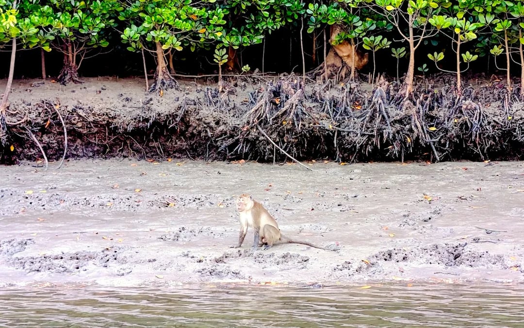 Koh Lanta Private Sunrise Gondola Boat Tour in Tung Yee Peng Mangroves with Breakfast Image 9