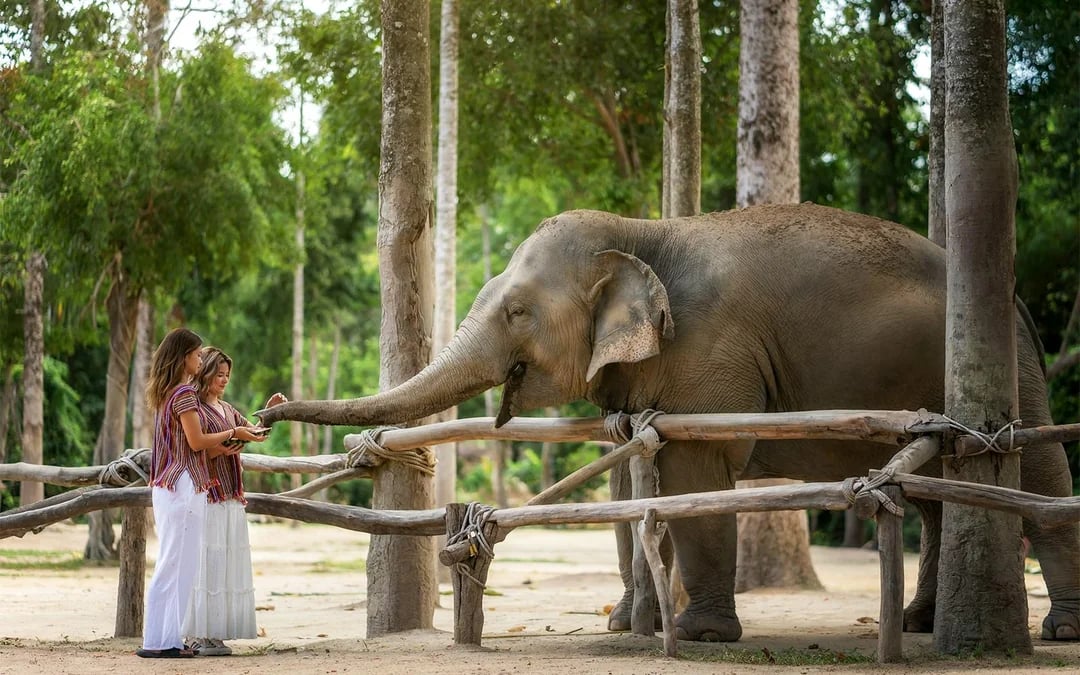 Koh Samui Elephant Sanctuary: Feed, Shower and Mud Spa Guided Tours with Optional Hotel Transfers Image 1