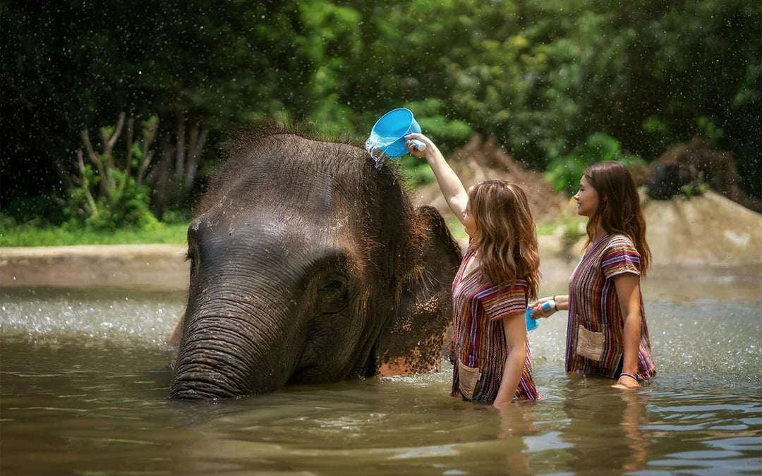 Koh Samui Elephant Sanctuary: Feed, Shower and Mud Spa Guided Tours with Optional Hotel Transfers Image 2
