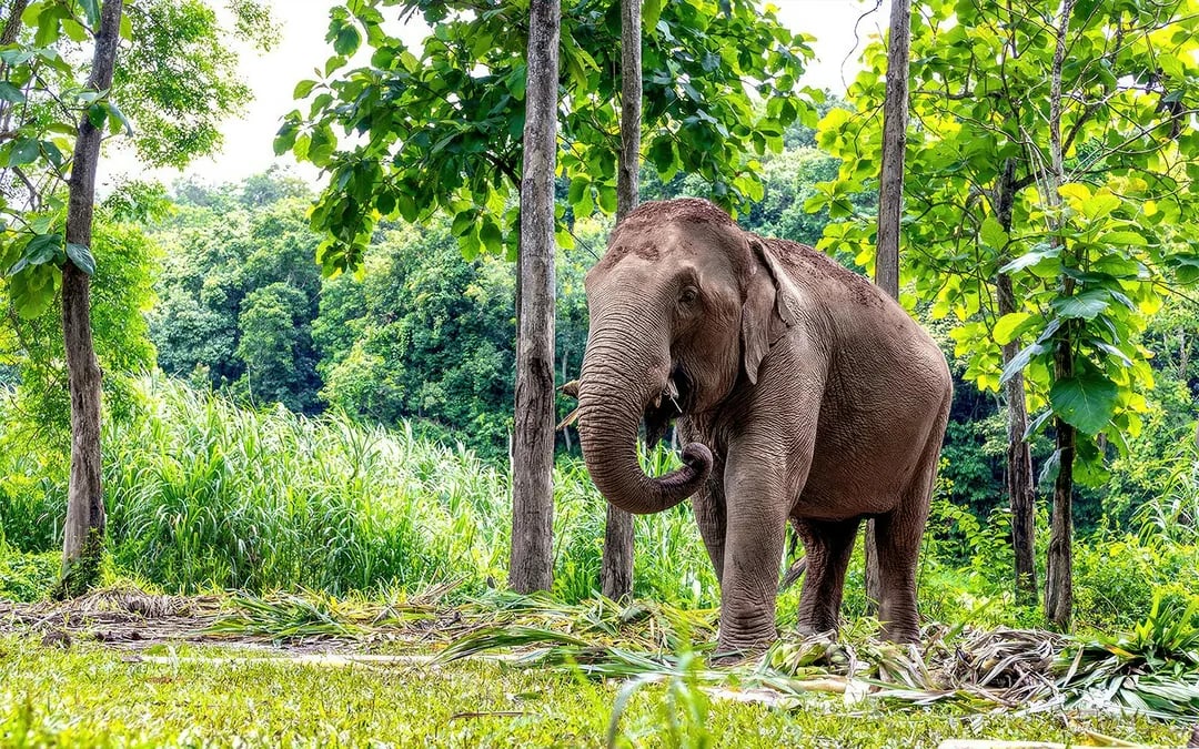 Koh Samui Elephant Sanctuary: Feed, Shower and Mud Spa Guided Tours with Optional Hotel Transfers Image 3