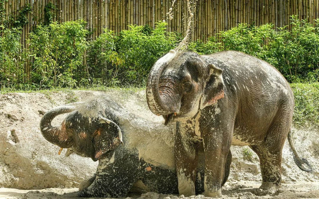 Koh Samui Elephant Sanctuary: Feed, Shower and Mud Spa Guided Tours with Optional Hotel Transfers Image 5