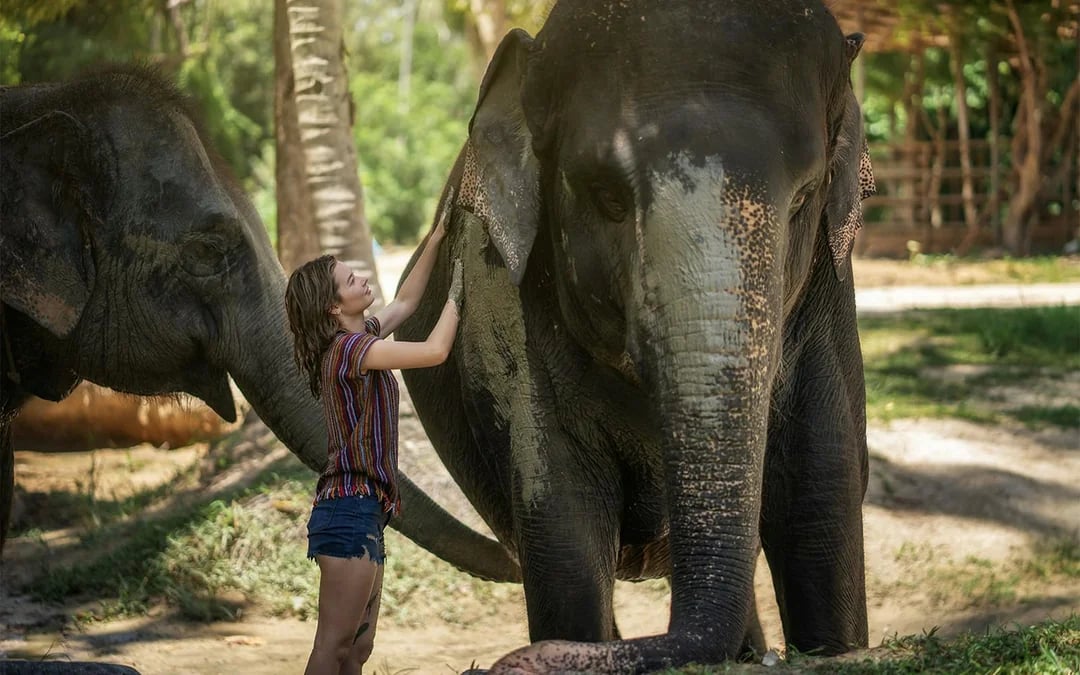 Koh Samui Elephant Sanctuary: Feed, Shower and Mud Spa Guided Tours with Optional Hotel Transfers Image 7
