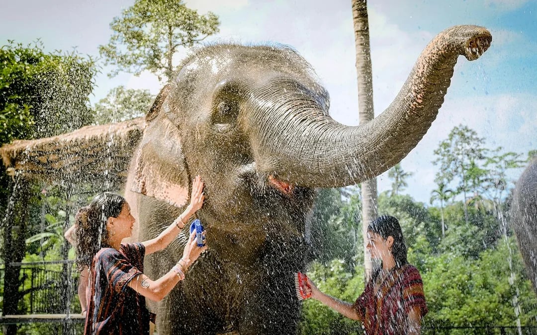 Koh Samui Elephant Sanctuary: Feed, Shower and Mud Spa Guided Tours with Optional Hotel Transfers Image 8