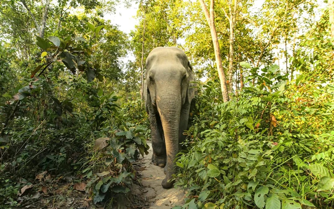 Koh Samui Elephant Sanctuary: Feed, Shower and Mud Spa Guided Tours with Optional Hotel Transfers Image 9