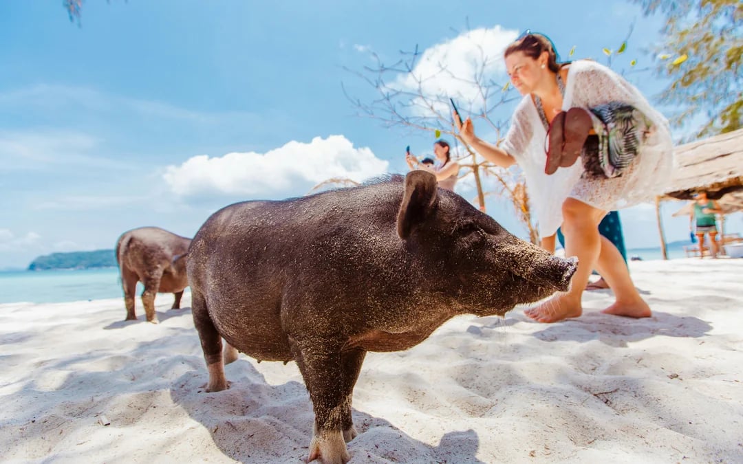 Koh Samui Pig Island Speedboat Tour with Lunch and Transfers Image 2