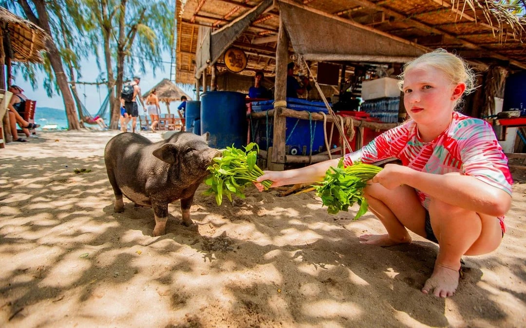 Koh Samui Pig Island Speedboat Tour with Lunch and Transfers Image 11