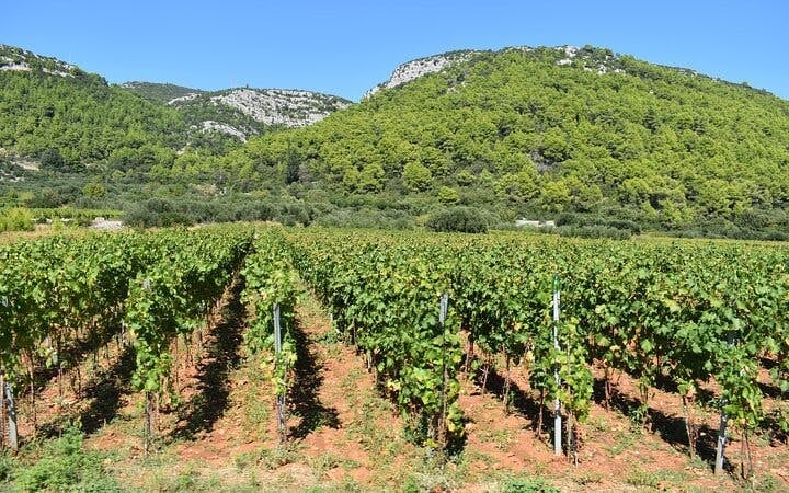 Korcula Wine Tour by Open-Top Minibus with Tastings at Three Wineries and Local Delicacies Image 7