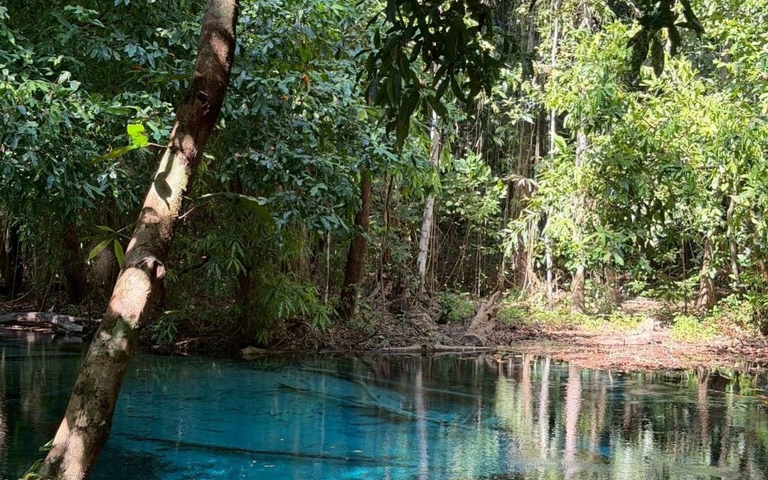 Krabi Jungle Tour, Small-Group 9 Guests: Hot Spring Spa, Emerald Pool, and Tiger Temple Avoid Crowds Image 8