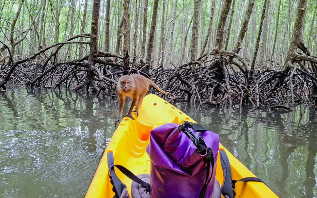 Krabi: Kayak Adventure through Ao Thalane Mangrove Forest Image 12