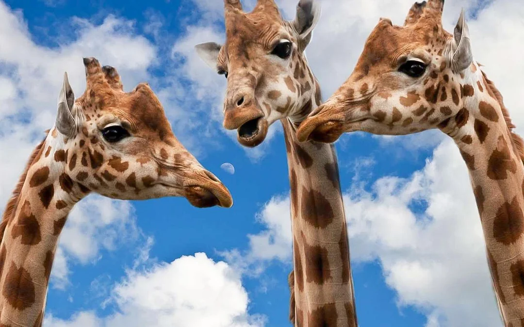 Krakow Zoo Entrance Tickets with Hotel Transfers Image 2