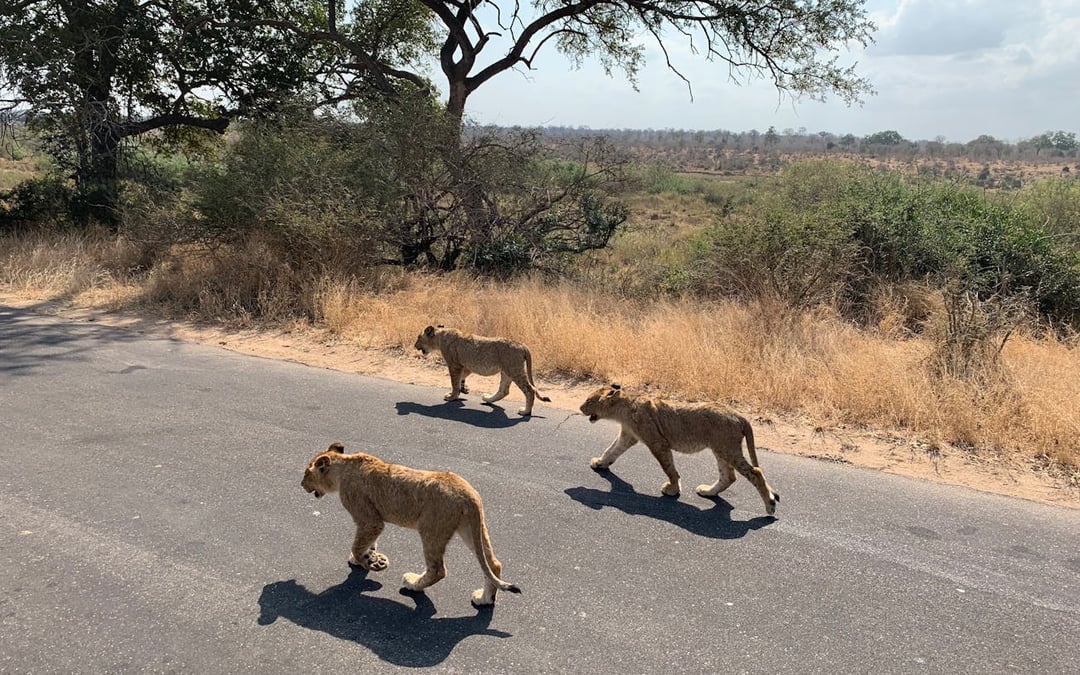 Kruger National Park Guided Safari in Open Vehicle with Hotel Transfers Image 1