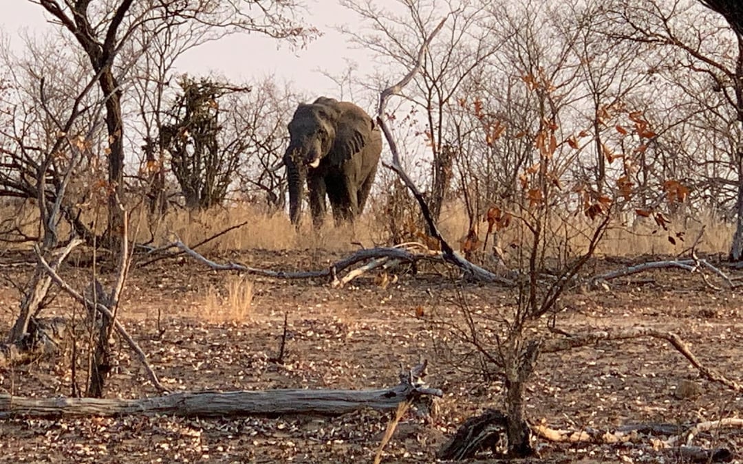 Kruger National Park Guided Safari in Open Vehicle with Hotel Transfers Image 2