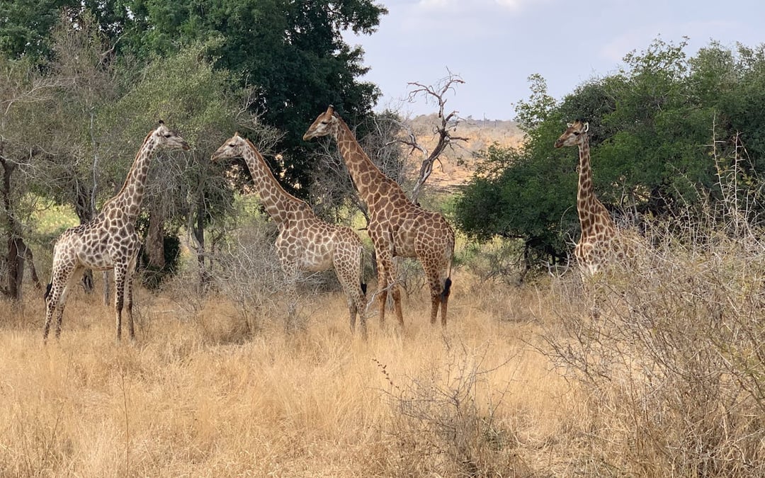 Kruger National Park Guided Safari in Open Vehicle with Hotel Transfers Image 3