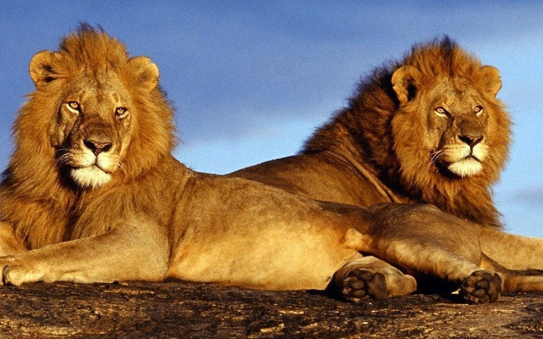 Kruger National Park Guided Safari in Open Vehicle with Hotel Transfers Image 4