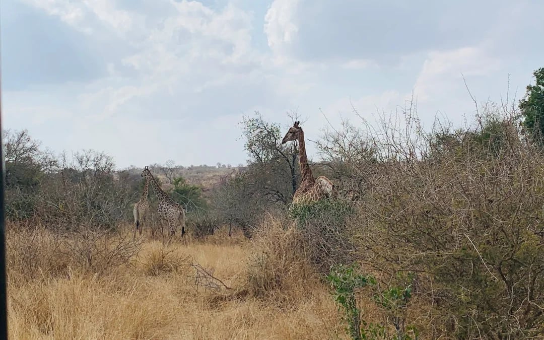 Kruger National Park Guided Safari in Open Vehicle with Hotel Transfers Image 5