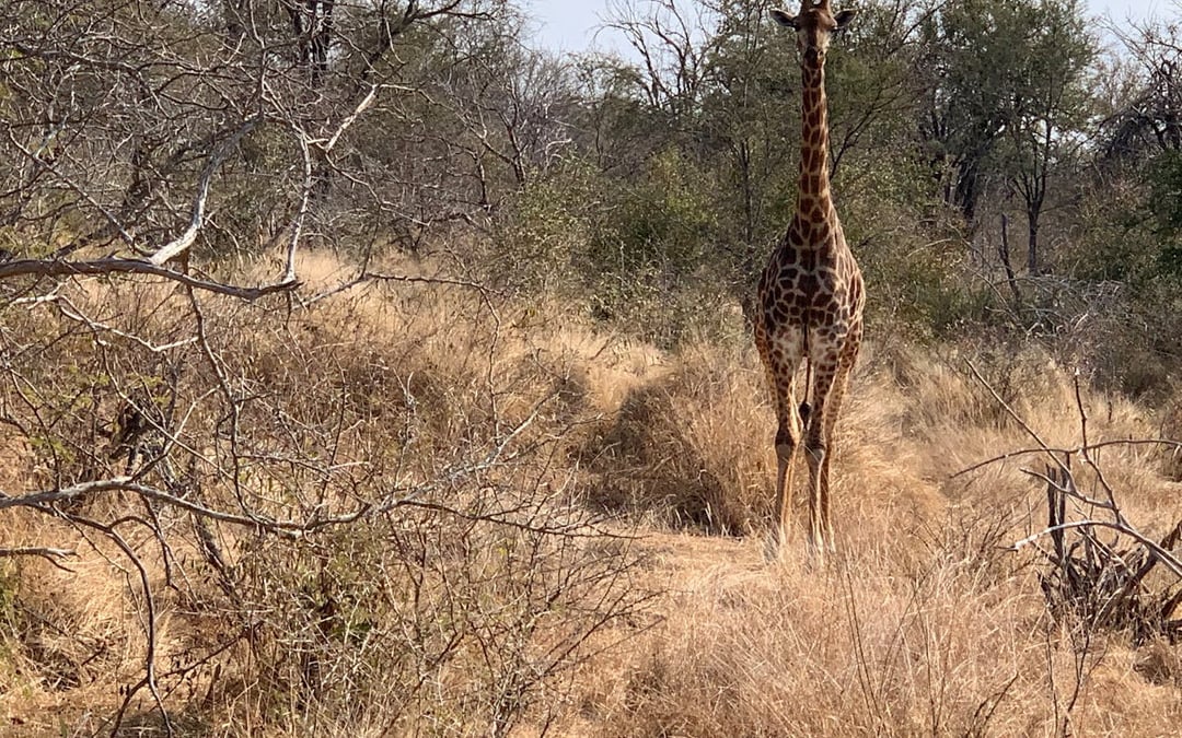 Kruger National Park Guided Safari in Open Vehicle with Hotel Transfers Image 7