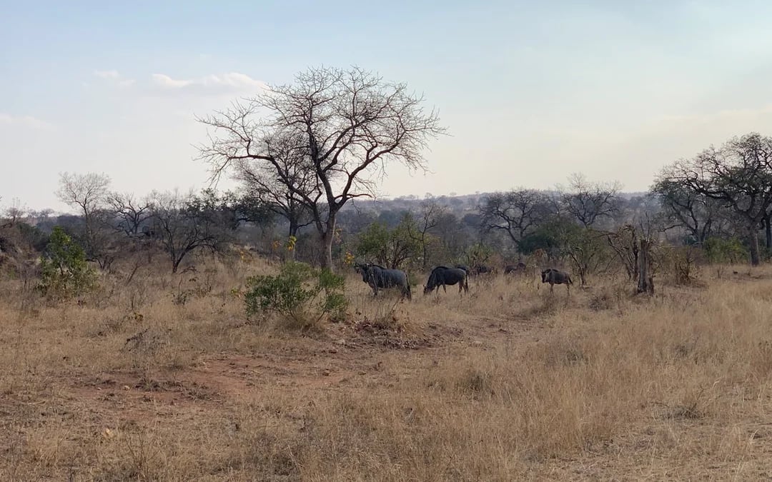 Kruger National Park Guided Safari in Open Vehicle with Hotel Transfers Image 8