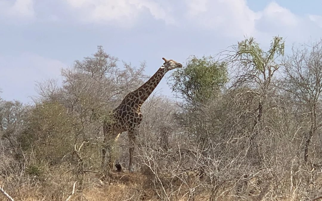 Kruger National Park Guided Safari in Open Vehicle with Hotel Transfers Image 9
