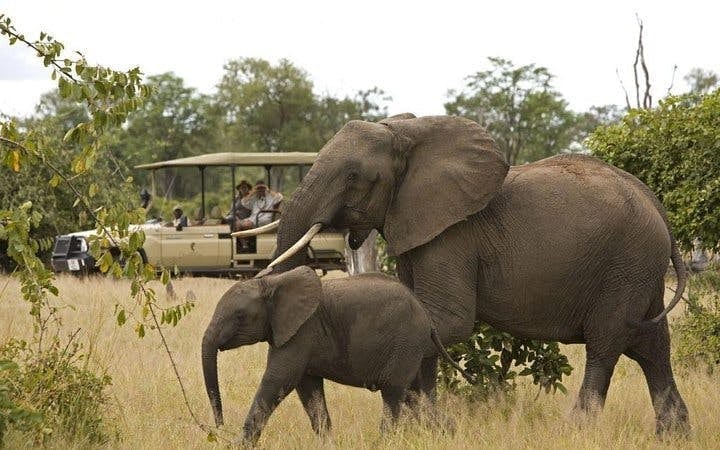 Kruger National Park Guided Safari Tour from Hazyview with Hotel Transfers Image 1