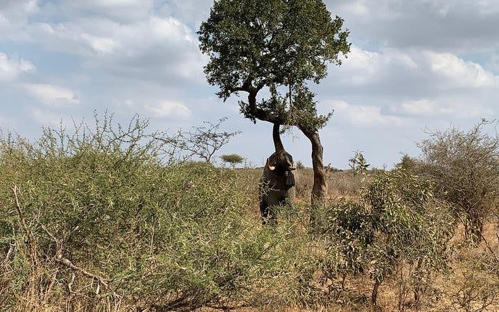 Kruger National Park Guided Safari Tour from Hazyview with Hotel Transfers Image 2