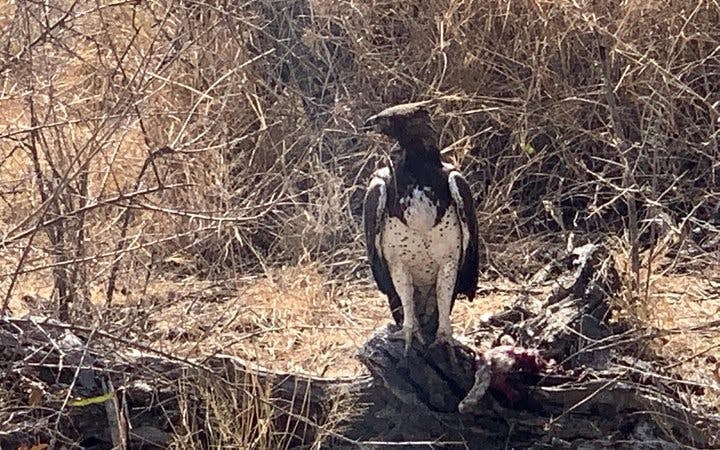 Kruger National Park Guided Safari Tour from Hazyview with Hotel Transfers Image 5
