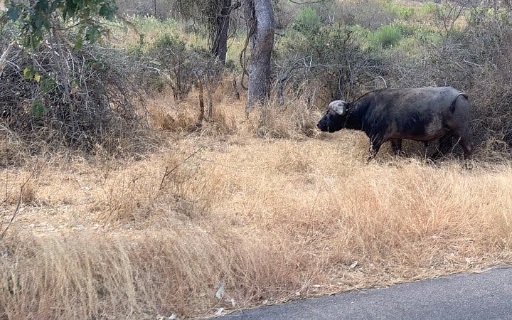 Kruger National Park Guided Safari Tour from Hazyview with Hotel Transfers Image 6