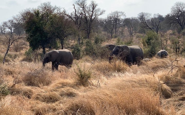 Kruger National Park Guided Safari Tour from Hazyview with Hotel Transfers Image 7