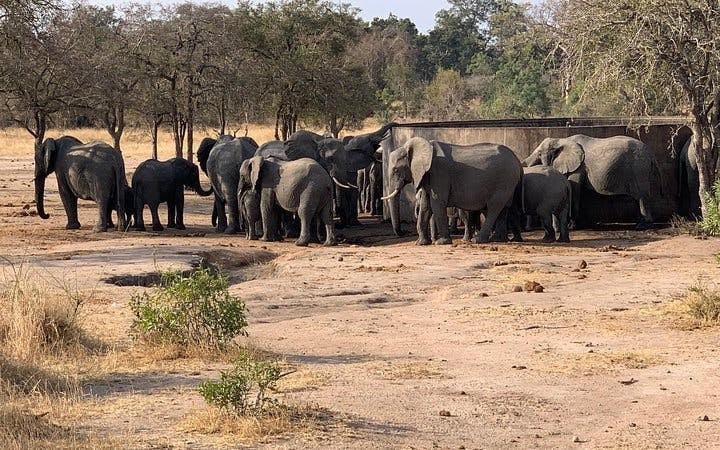 Kruger National Park Guided Safari Tour from Hazyview with Hotel Transfers Image 8