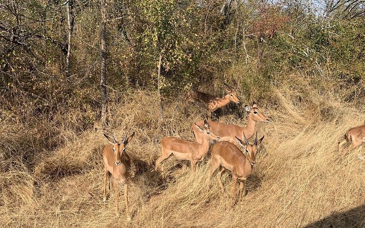 Kruger National Park Guided Safari Tour from Hazyview with Hotel Transfers Image 9
