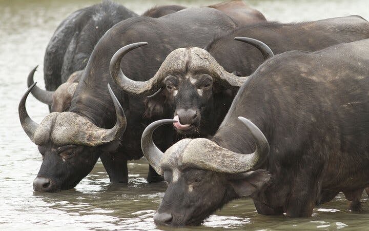 Kruger National Park: Overland Big 5 Safari Tour with Sunset Drive in Balule Reserve Image 2