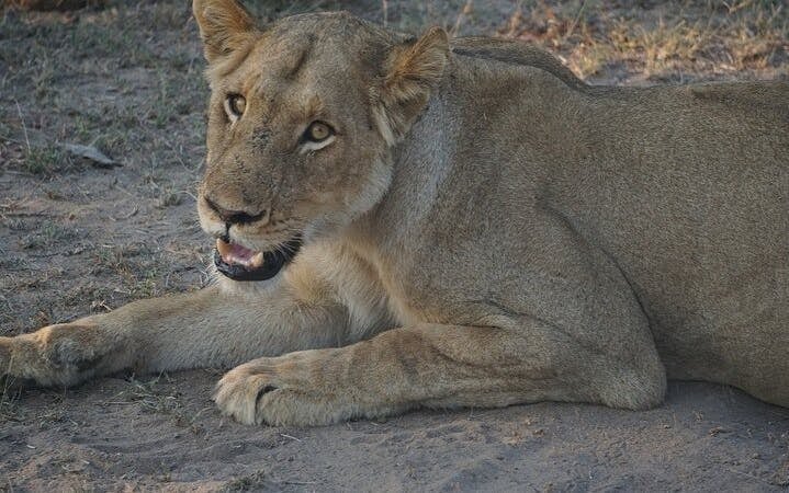 Kruger National Park: Overland Big 5 Safari Tour with Sunset Drive in Balule Reserve Image 4