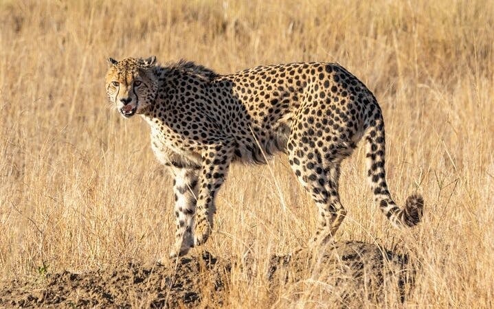 Kruger National Park: Overland Big 5 Safari Tour with Sunset Drive in Balule Reserve Image 8