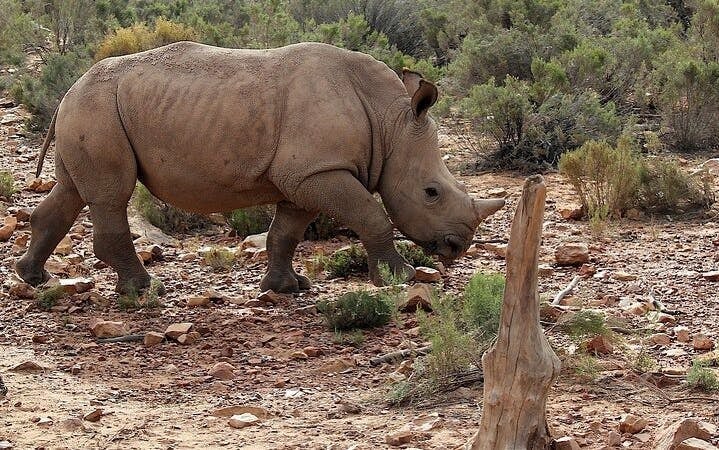 Kruger National Park: Overland Big 5 Safari Tour with Sunset Drive in Balule Reserve Image 9
